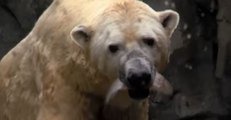 Polar Bears Hunt, Feast on Fish at Cincinnati Zoo