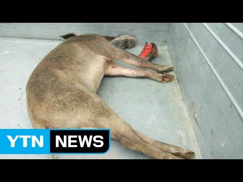 강릉 도심에 멧돼지 3마리 출현...1마리 사살 / YTN (Yes! Top News)