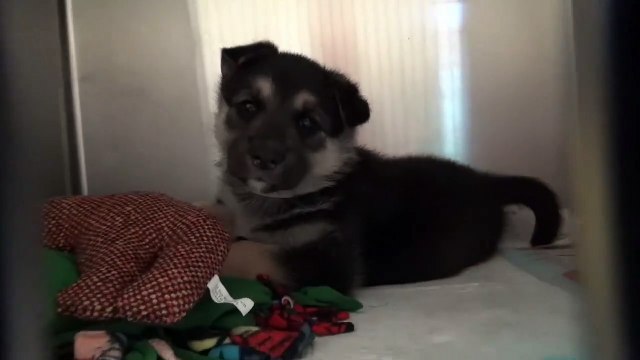 Young Shepherd Surrendered To High Kill Shelter With His Favorite Toys, Cries Before He Sleeps by NativeAmericanNews
