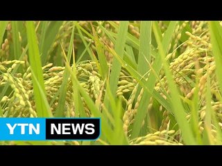 쌀값 하락 우려...태풍이 최대 변수 / YTN (Yes! Top News)