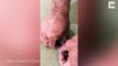Australian fisherman shares jaw-dropping footage of gigantic snake-like worms being pulled from the sand