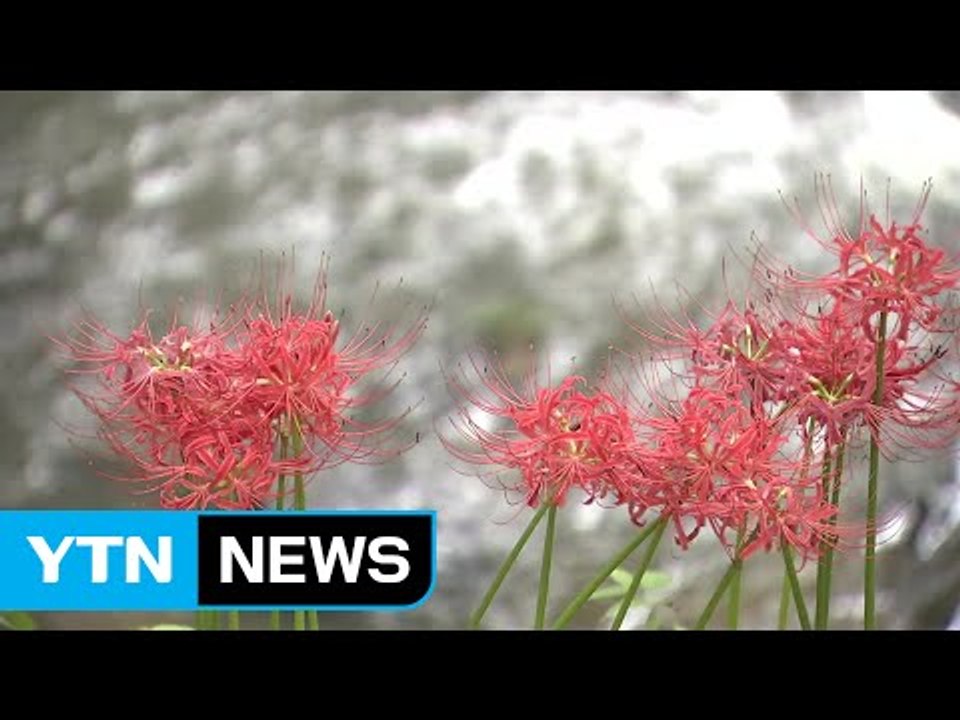 [영상] '이룰 수 없는 사랑'...꽃무릇 향연 / YTN (Yes! Top News)