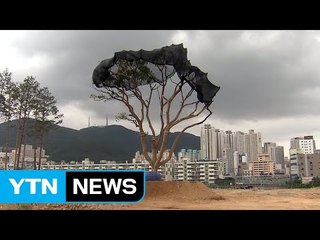 수백 년 견뎌온 고목들, 도심 속에서 점점 사라진다 / YTN (Yes! Top News)