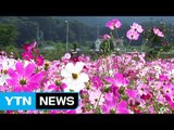 [영상] 활짝 핀 코스모스, 가을을 느껴요! / YTN (Yes! Top News)