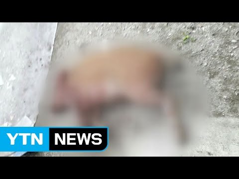 서울 주택가에 멧돼지 출몰...포획·사살 / YTN (Yes! Top News)