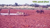 Incredible Wild Boar vs Cheetah vs Leopard vs Hyena vs Squirrel vs Cobra Snake vs Mongoose   2017