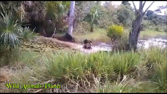 Wildebeest vs 6 Cheetah vs Baboons vs Wild Pigs vs Wild Dog vs Tiger vs Lion vs Lion by Da 2017