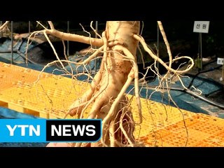 폭염과 병충해에 강한 인삼 신품종 개발 / YTN (Yes! Top News)