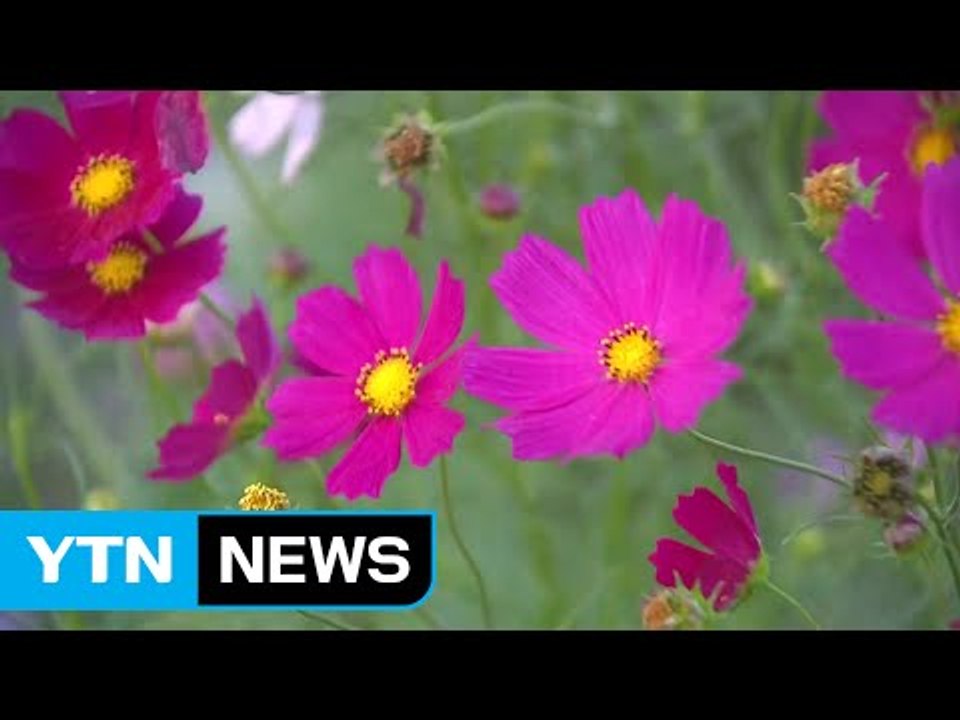 [날씨] 내일 전국 대체로 맑음...선선한 가을 / YTN (Yes! Top News)