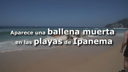 Ballena de 30 toneladas aparece muerta en una playa de Brasil
