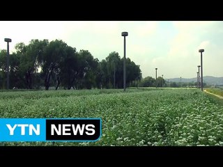 [날씨] 쾌청한 가을...하얀 메밀꽃 활짝 / YTN (Yes! Top News)