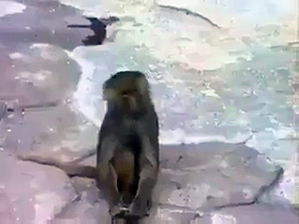 monkey on seeing mirror