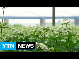 [날씨] 쾌청한 가을...메밀꽃 은빛 물결 / YTN (Yes! Top News)