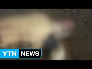 경북 포항에서 희귀 바다거북 사체 발견 / YTN (Yes! Top News)