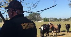 Florida Sheriff's Officer Wrangles Cows Twice During 'Tweet Along'