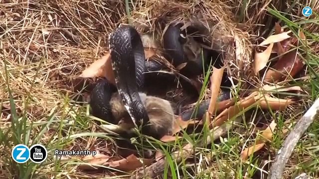 Un lapin se jette sur un serpent venimeux et le met KO... Courageux l'animal