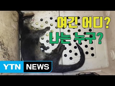 [자막뉴스] 편의점에서 펼쳐진 '야생 수달' 구조작전 / YTN