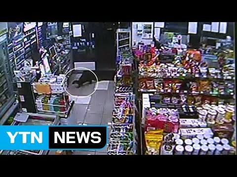[영상] 도심 편의점에 '불쑥' 나타난 수달 / YTN