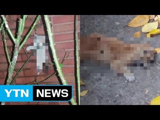 새끼 고양이 나무에 매달려 죽은 채 발견...경찰 수사 착수 / YTN