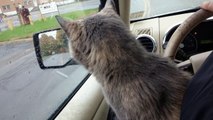took cat to the vet shit in my car lmao