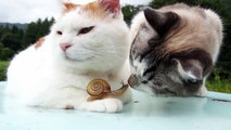 のせ猫 x かたつむりとクロ　Snail and cats