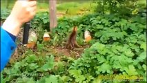 Funny Cats The Most Mischievous Cats in the World Funny Videos Compilation