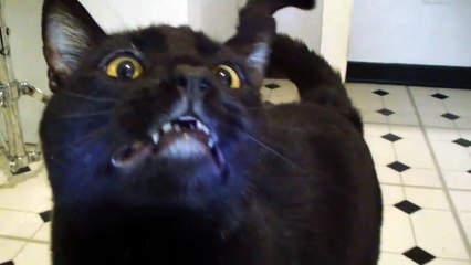 Talking Kitty Cat 27 - BACON!