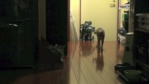【モアクリ】 退屈なネコ達 - Boring Cats -