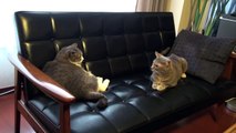 【モアクリ】 猫バトルは突然に - Cat Battle on Sofa -