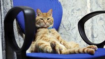 椅子に座る猫　Cat sitting in a chair 2014#6
