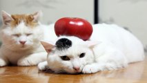 のせ猫 x とまと　Tomato cat