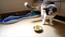 レモンと戦う -Lemon Fighter-