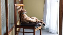かご猫 x 椅子に座る猫　Cat sitting in a chair 2014#5