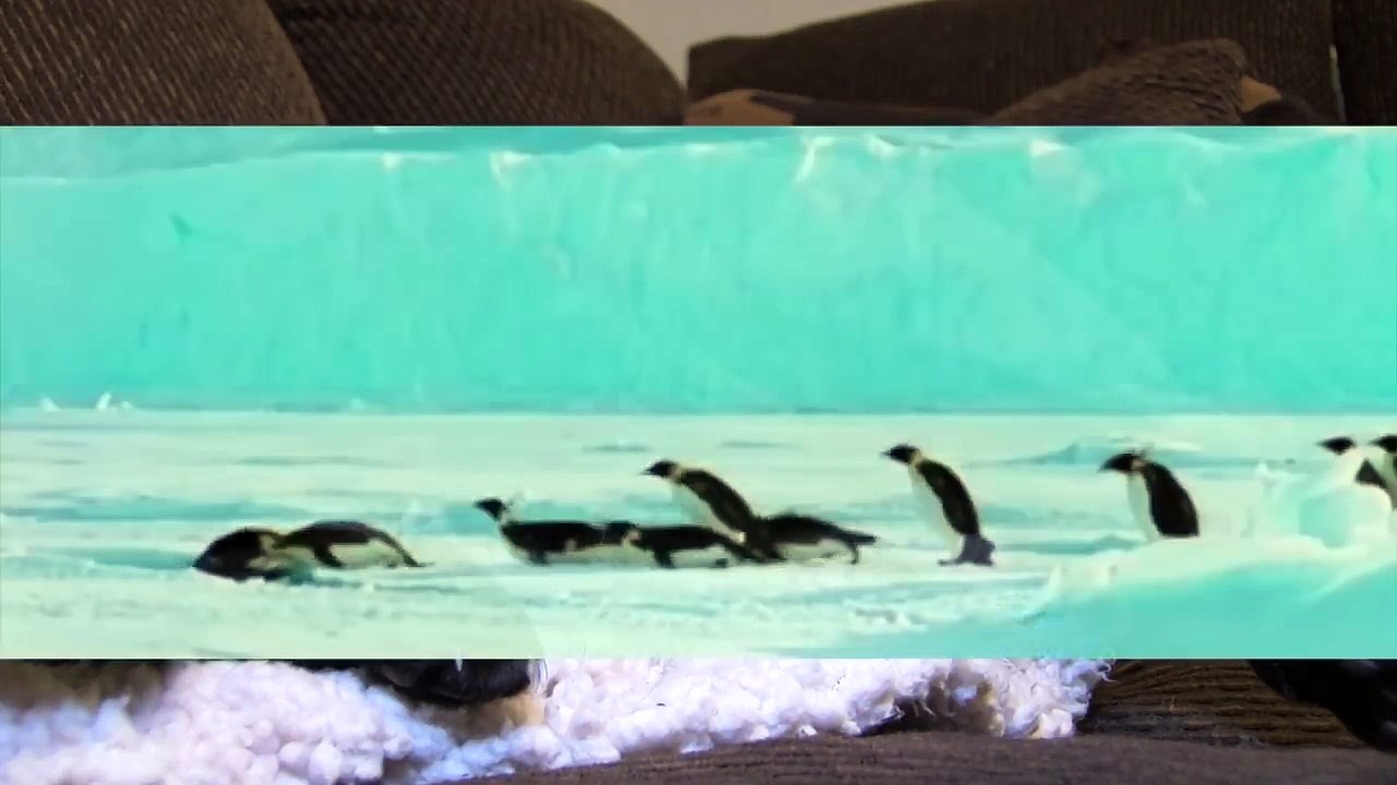 Sylvester's Diary - Penguins