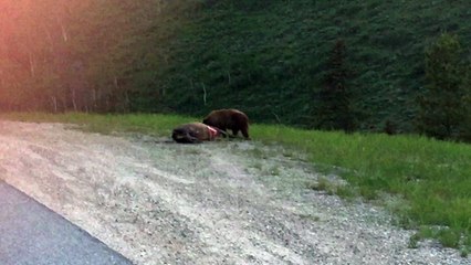 Bear Devours Roadkill Elk