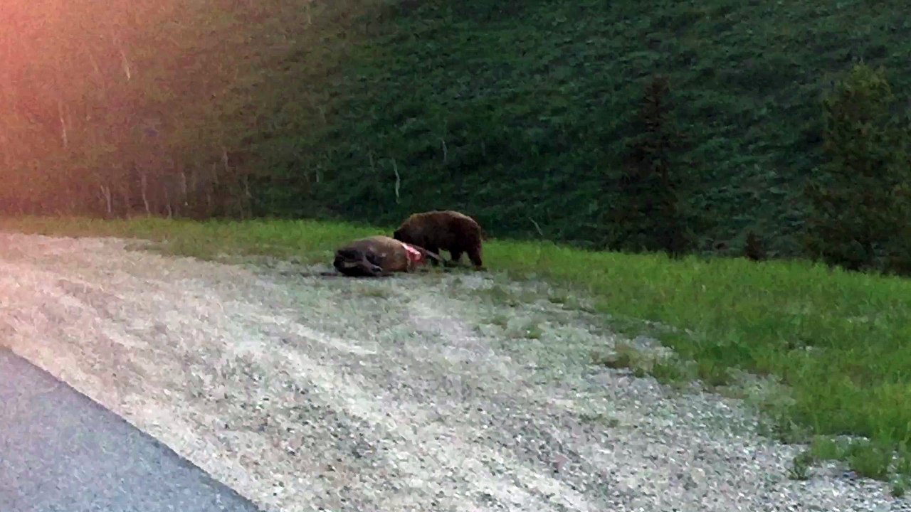 Bear Devours Roadkill Elk