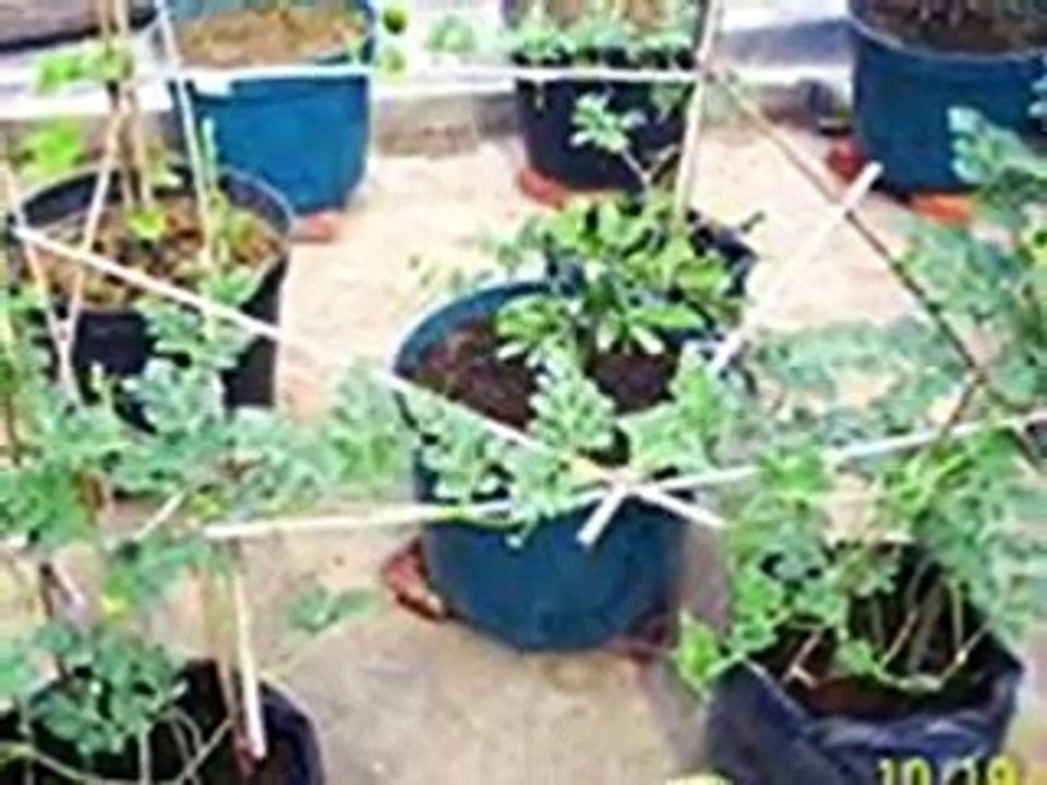 Cara Menanam Semangka Dalam Polybag