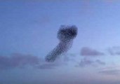 Peregrine Falcon Tracks Murmuration of Starlings in Cork