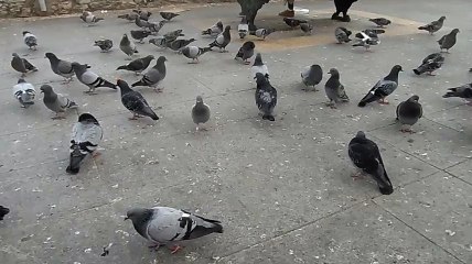Pigeons sans peur. حمام لا يهاب