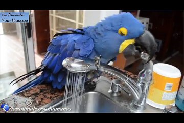 Loro bañándose solo en el grifo del fregadero