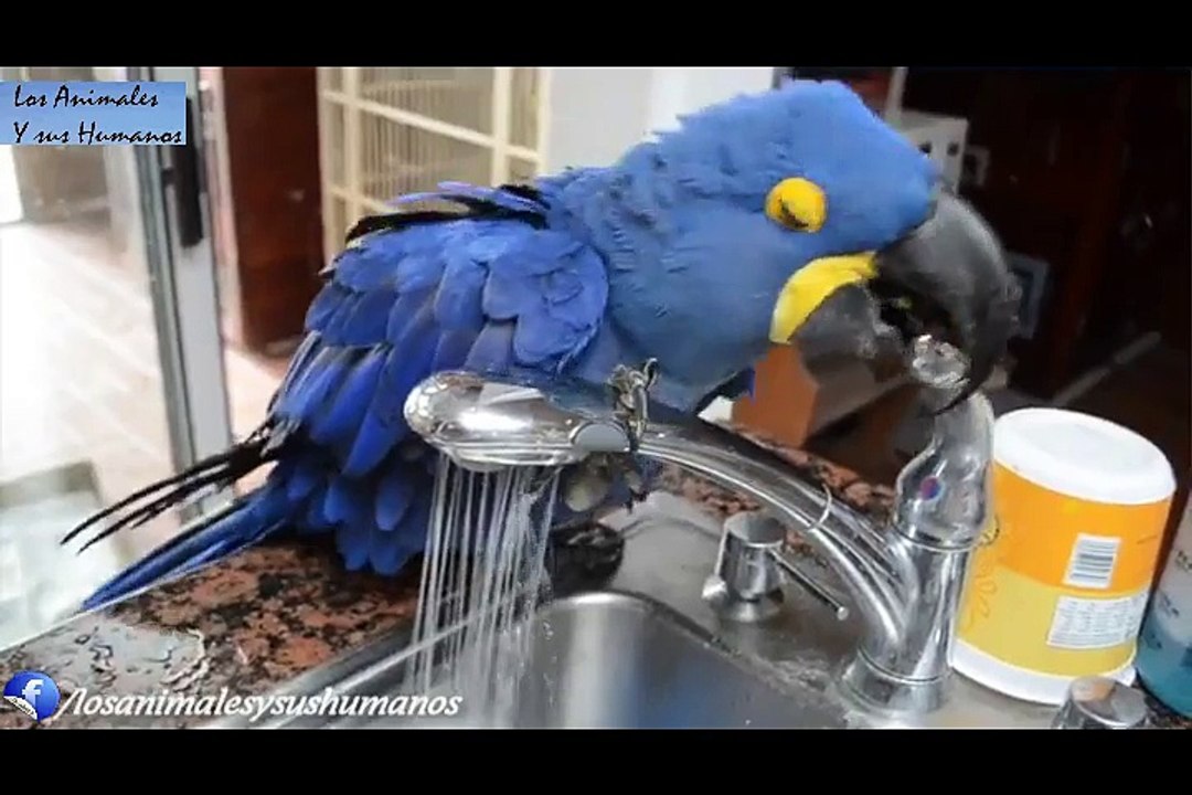 Loro bañándose solo en el grifo del fregadero