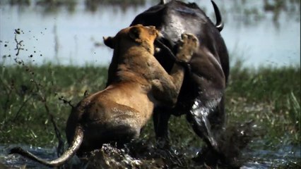 Battle At Lion Vs Crocodile Vs Buffalo - Most Amazing Wild Animal Attacks