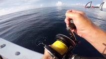 This is WHY People FEAR Sharks. (Commercial Kingfish Fishing)