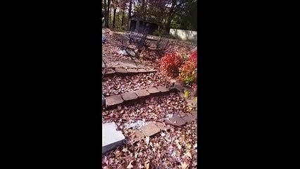 Hermione brings me an amphibious gift