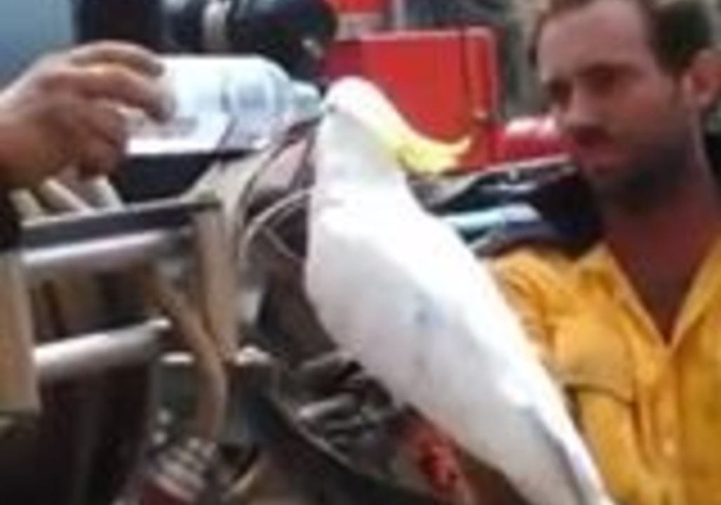 Firefighter Feeds Water to Cockatoo While Fighting Bushfire