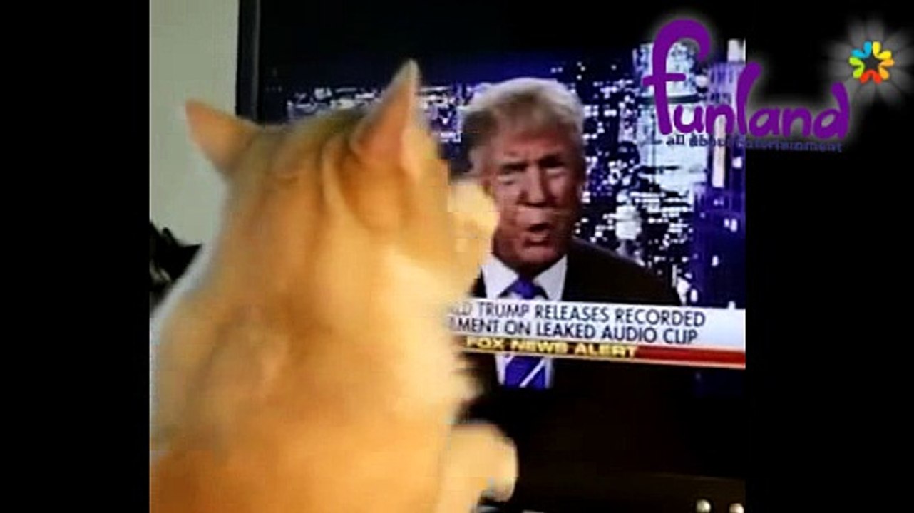 Cat attacking on trump
