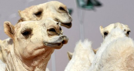 Deve Güzellik Yarışmasında 12 Deve Botokslu Olduğu İçin İhraç Edildi