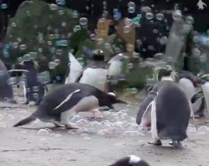 Regardez ces adorables pingouins éclater des bulles !