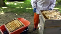 Keeping Honey Bees - Honey Harvest 2 - Removing the Supers and Using the Extror