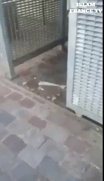 Paris infestée de millions de rats
